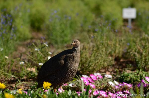 Kirstenbosch National Botanical Garden