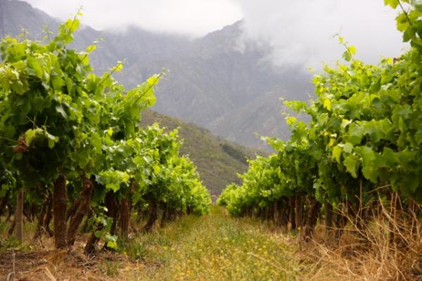 Beautiful Vines
