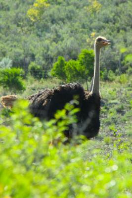 Ostrich