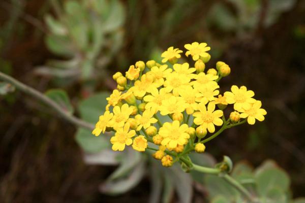 Wild Flowers