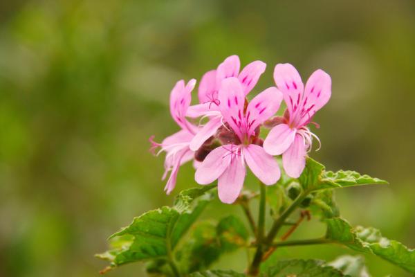 Wild Flowers