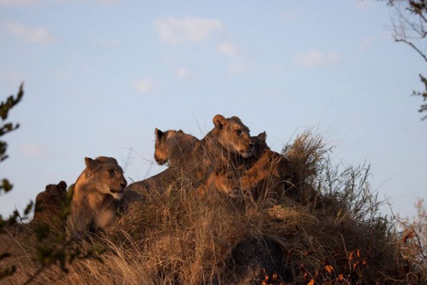 Chitwa Chitwa Private Game Lodges