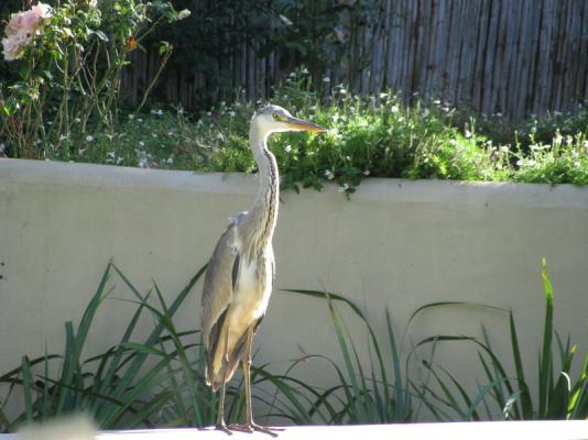 Heron at our sushi bar