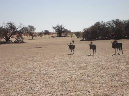 Kgalagadi Transfrontier Park