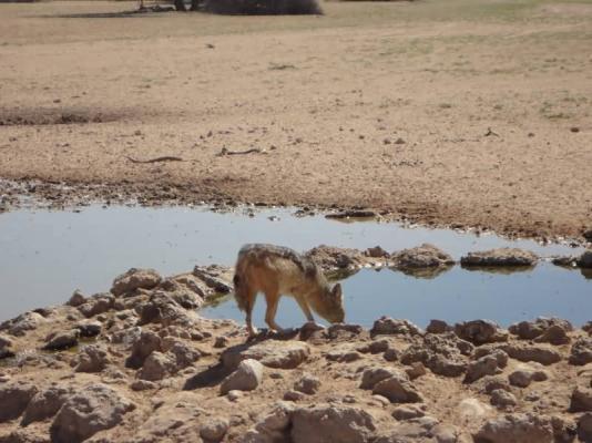 Kgalagadi Transfrontier Park