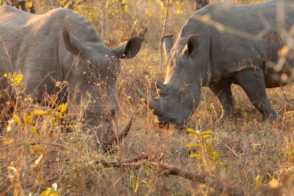 Chitwa Chitwa Private Game Lodges