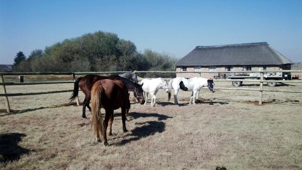 Horse Riding