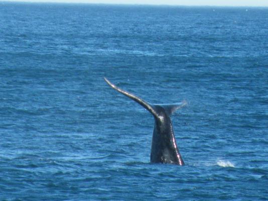 Southern Right Whales