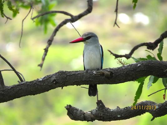 Woodlands Kingfisher