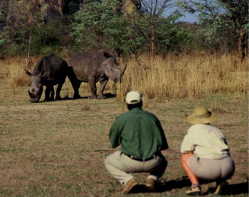 Viewing White rhino on foot