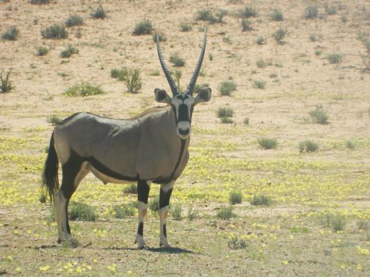 Gemsbok/Oryx