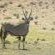 Gemsbok/Oryx