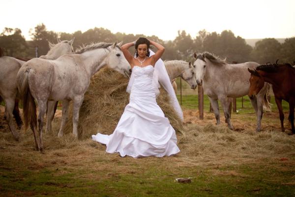Wedding photo with horses