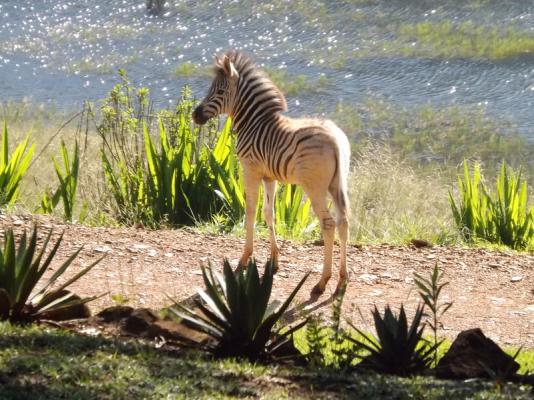 Baby Zebra