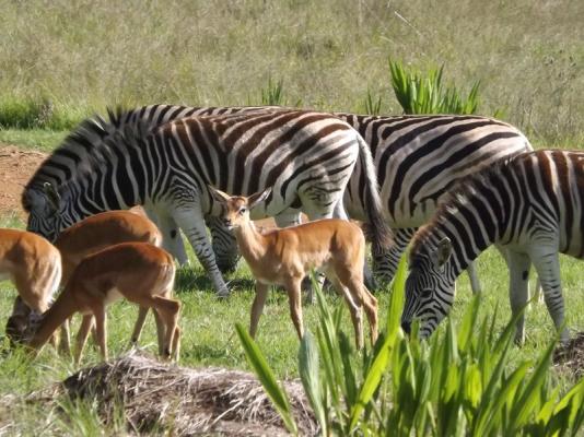 Zebras and impalas