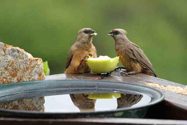 Regular visitors while having breakfast