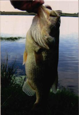 Bass caught in the lake 