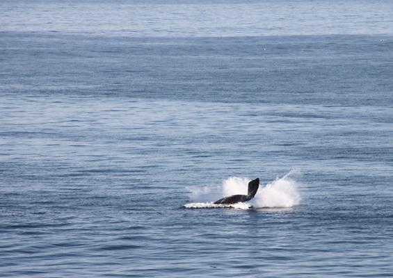 Whale Breaching