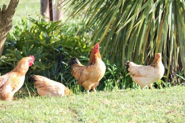 Eikelaan Farm Cottages 