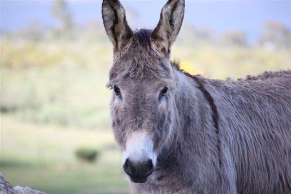 Enjoy Farm life at Eikelaan Farm 