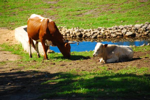 Nguni Cattle