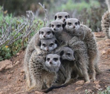 Meerkat tours