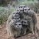 Meerkat tours