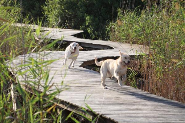 The boardwalk