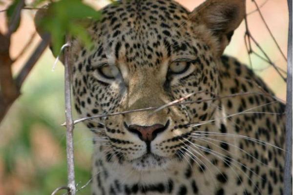 Game Viewing