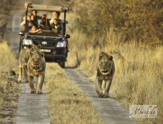 Game drives