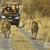 Game drives
