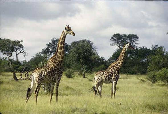 Madikwe Hills Private Game Lodge