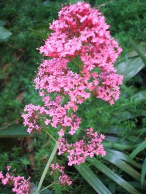 Flowers down driveway