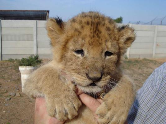 Cheetah Sanctuary