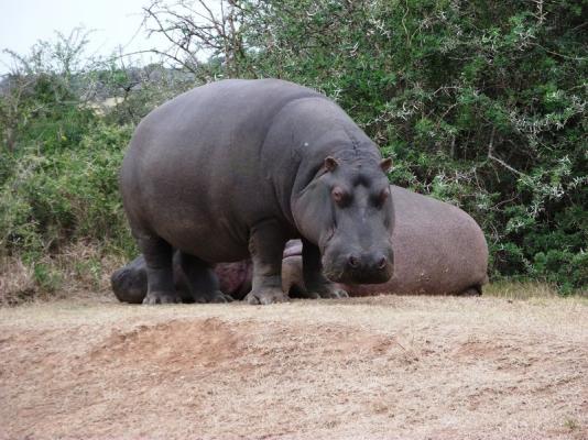 Safari to Private Game Reserve