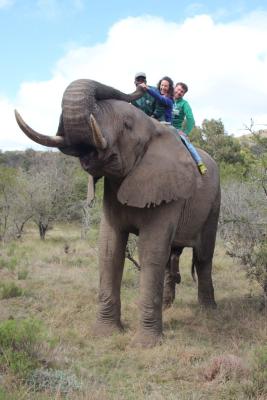Elephant Back Rides