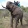 Elephant Back Rides