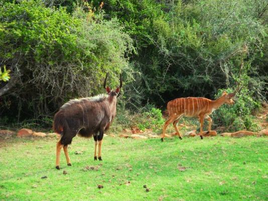 Wildlife at the Lodge