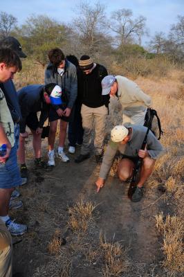 Walking safari