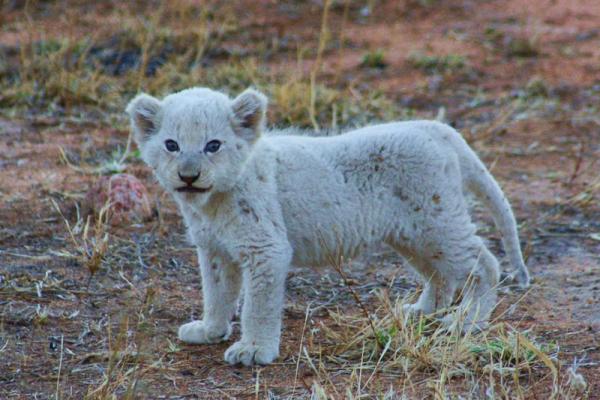 White lion cub- Ross pride