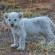White lion cub- Ross pride