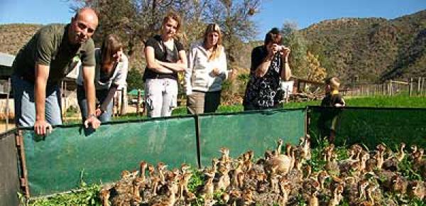 Working Ostrich Farm in Season