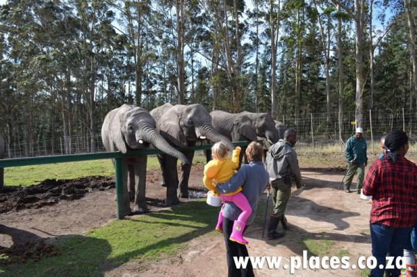 Knysna Elephant Park