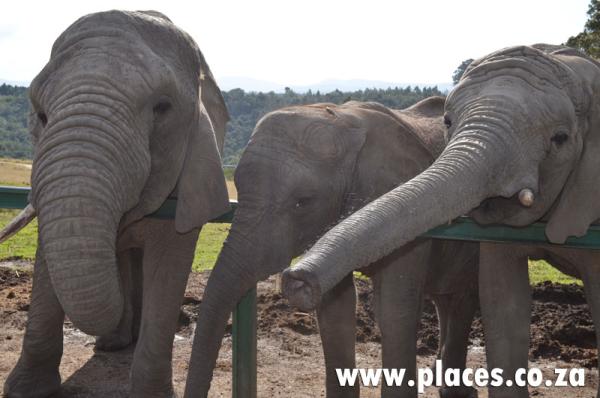 Knysna Elephant Park
