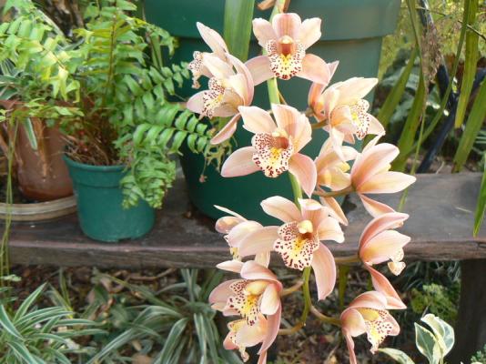 Orchids in the Garden