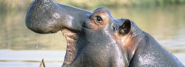 Hippo Water Front Lodge