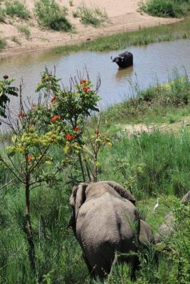 Elephant and Buffalo at the Crocodile River 