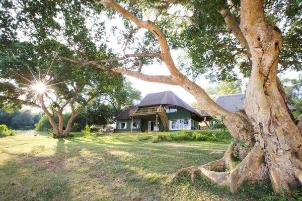 Maninghi Lodge amongst 2 sycamore figs