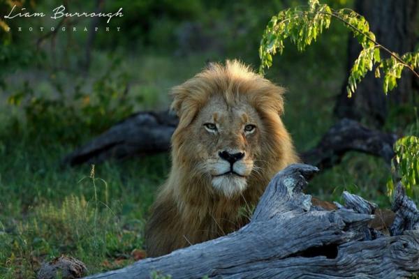 Sausage Tree Safari Camp