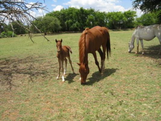 Arab Horses